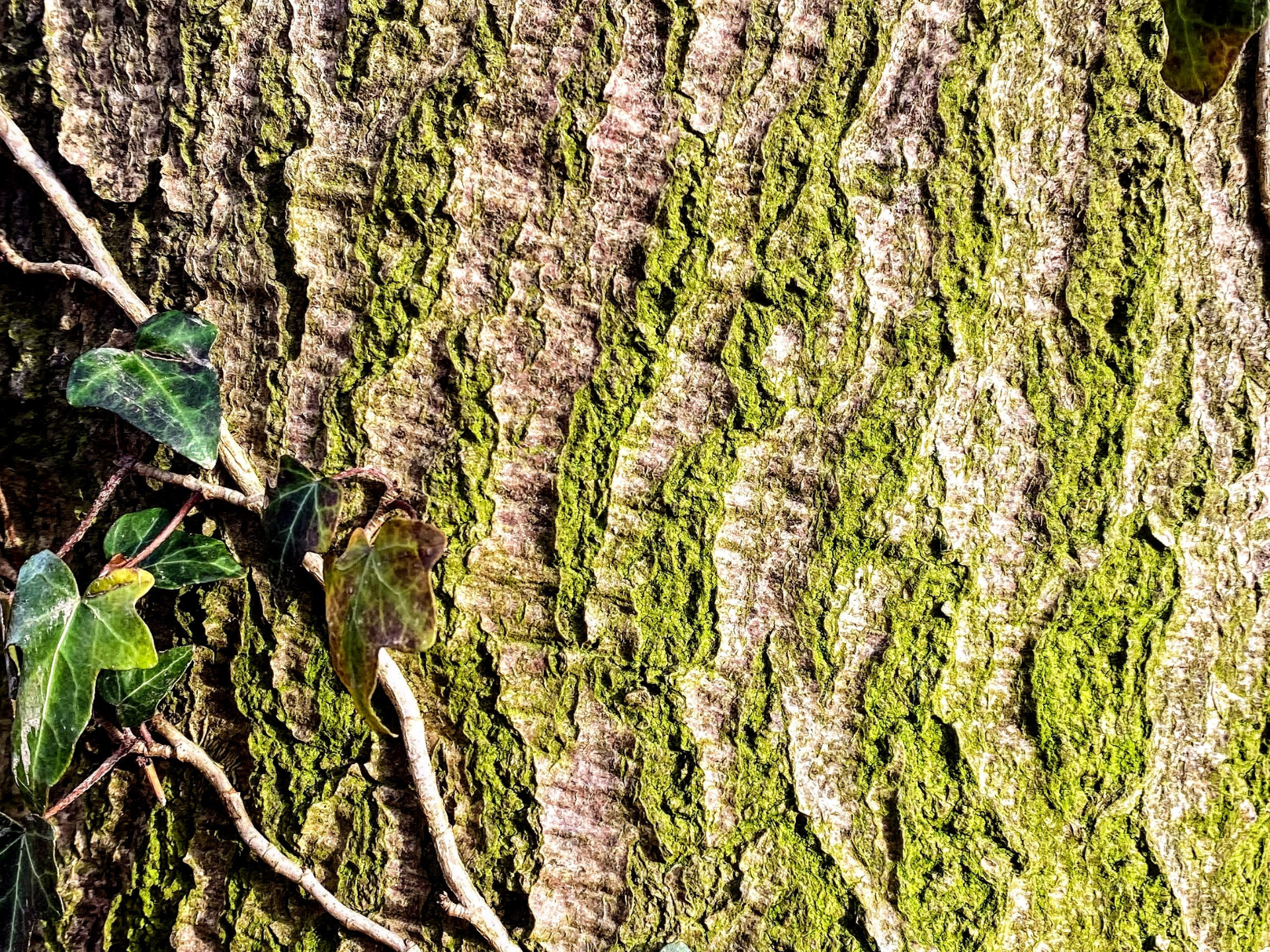 Le jardin que personne ne voit