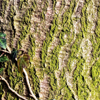 Dans le sillage d’une barque
