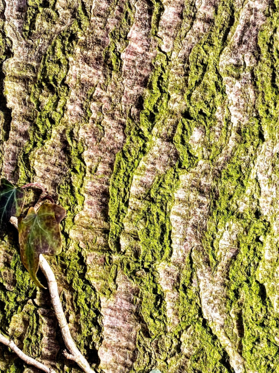 Le jardin que personne ne voit