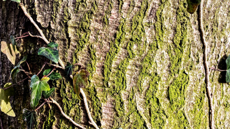 Le jardin que personne ne voit